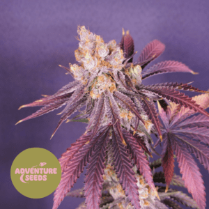 Sourberry Dream