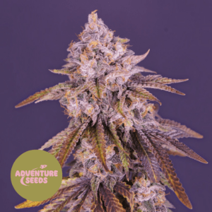 Purple Oracle Kush