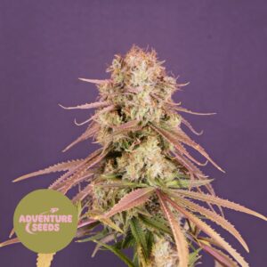 Sour Mountain Beast