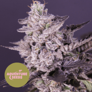 Purple Ghost Haze